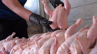 قیمت مرغ