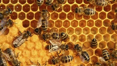 تولید ۱۱۴ تُن عسل در شمیرانات