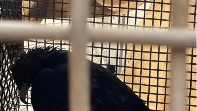 دوستداران حیات وحش یک بهله عقاب مصدوم را به محیط زیست شهریار تحویل دادند