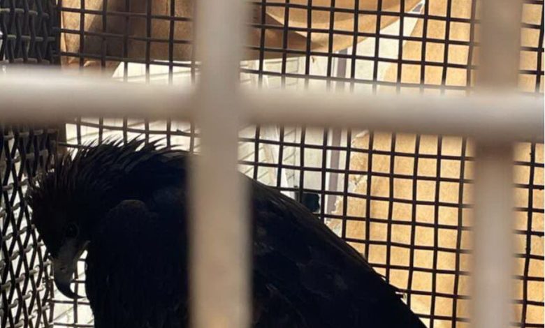 دوستداران حیات وحش یک بهله عقاب مصدوم را به محیط زیست شهریار تحویل دادند