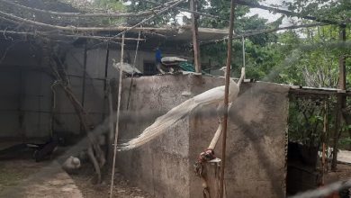 کشف و ضبط ۱۱ قطعه گونه طاووس در قرچک
