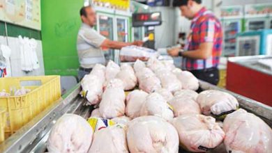 آغاز توزیع مرغ‌های وارداتی برای تنظیم بازار
