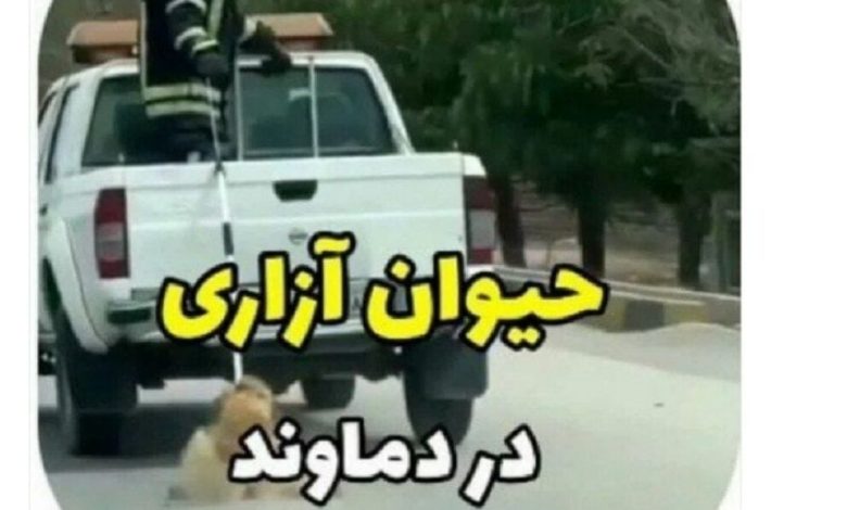 دستگیری فرد حیوان‌آزار در دماوند