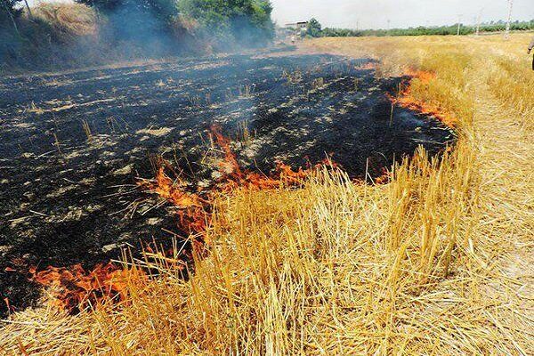 ۲۵ پرونده قضایی برای سوزاندن بقایای کشاورزی در شهرری تشکیل شد