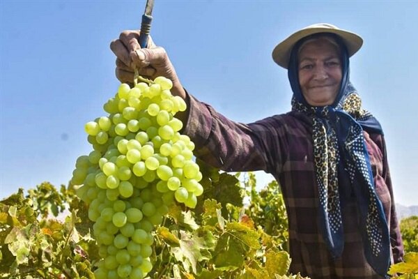 فرماندار رباط کریم: برداشت انگور در رباط کریم آغاز شد/پیش بینی تولید ۵۰ هزار تن محصول