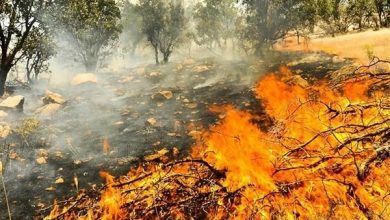 هشدار منابع طبیعی نسبت به احتمال وقوع آتش سوزی در مراتع دماوند