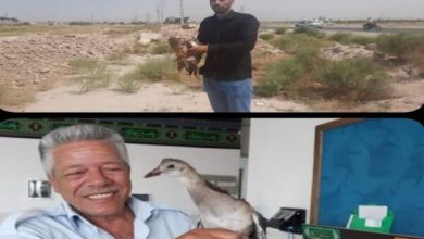 تحویل یک قطعه «چنگر» و «سارگپه» به اداره حفاظت محیط زیست بهارستان