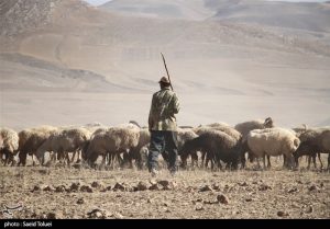 سارقان ۲۰۰ رأس گوسفند در فشافویه دستگیر شدند
