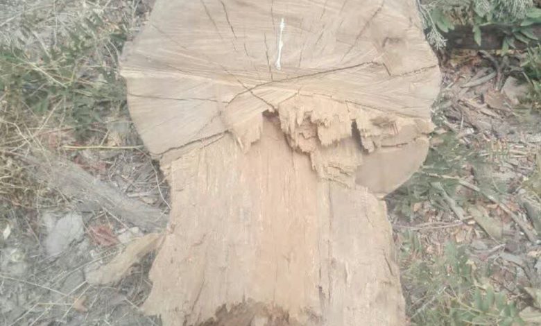 توضیحات فرمانداری شمیرانات پیرو ماجرای قطع درتخ در جاده جنگل| درختانت خشک قطع شد
