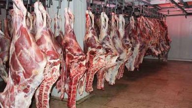 تولید سالانه ۲۰ هزار تن گوشت توسط دامداران ورامینی