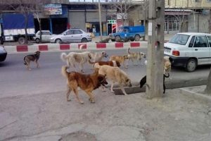 کابوس سگ‌های ولگرد و وحشی در شهرستان دماوند