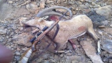 رئیس محیط زیست فیروزکوه: شکارچیان غیرمجاز در فیروزکوه دستگیر شدند