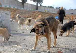 جمع‌آوری ۱۵۰ سگ بدون صاحب از سطح نصیرشهر