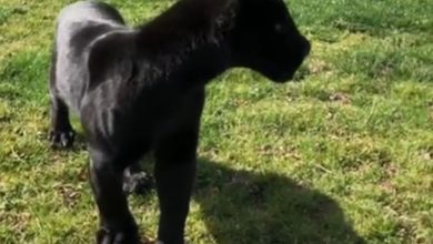 تولد نخستین جگوار سیاه ایرانی در باغ‌وحش صفادشت