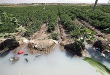 فاجعه آبیاری مزارع کلم با آب فاضلاب در بهارستان