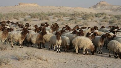 کشف دام‌های فاقد پلاک بهداشتی به ارزش ۶ میلیارد ریال در شهریار