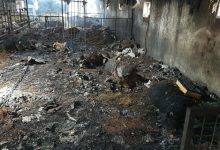 حادثه در دامداری جلیل‌آباد پیشوا؛ بیش از ۳۰ رأس دام در آتش سوختند