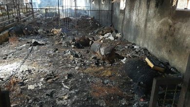 حادثه در دامداری جلیل‌آباد پیشوا؛ بیش از ۳۰ رأس دام در آتش سوختند