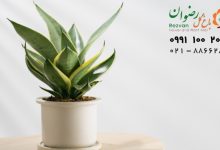 بهترین گلدان برای گیاهان آپارتمانی کدام است؟