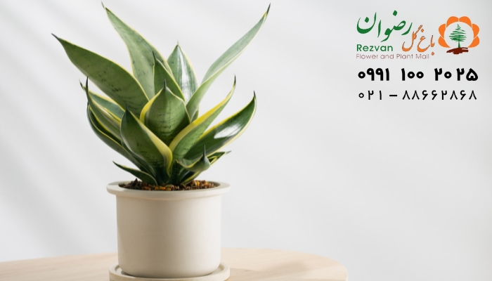 بهترین گلدان برای گیاهان آپارتمانی کدام است؟