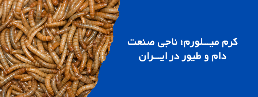 کرم میلورم؛ ناجی صنعت دام و طیور در ایران
